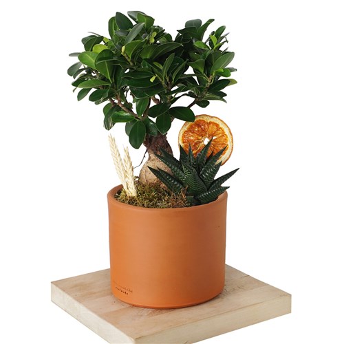 Bonsai & Haworthia Aranjmanı