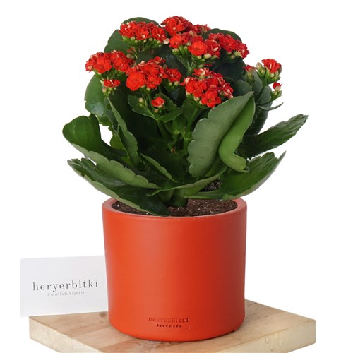 Kalanchoe (Kalanşo Çiçeği-Kırmızı)