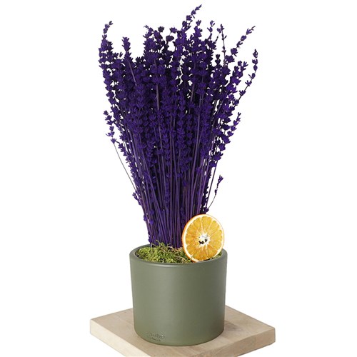 Purple Lavender (Saksılı Mor Lavanta Demeti)