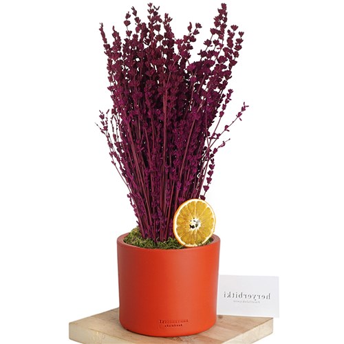 Lavender (Saksılı Bordo Lavanta Demeti)