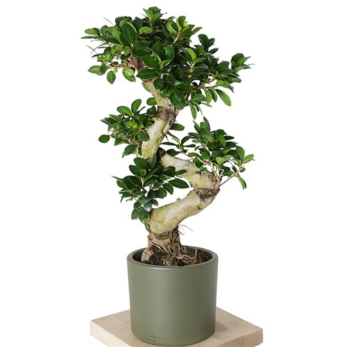 S Gövdeli Bonsai Ağacı Large