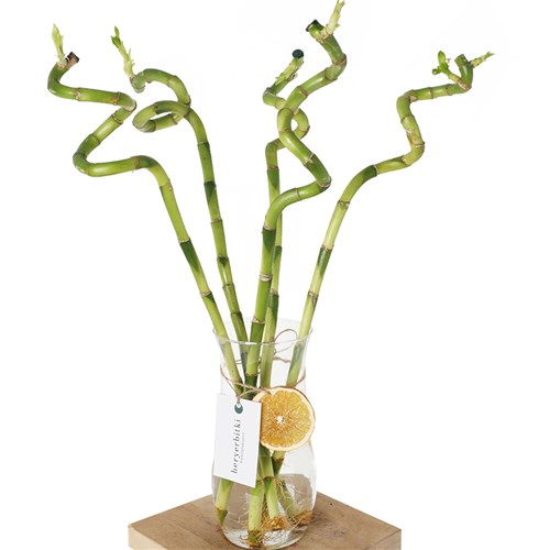 Lucky Bamboo (Şans Bambusu Seti)