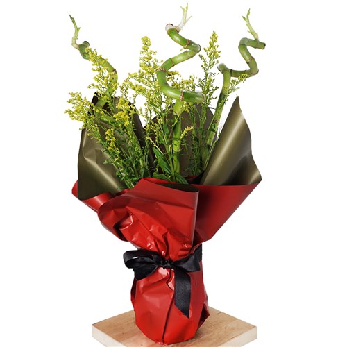 Lucky Bamboo Gift (3'lü Şans Bambusu Seti)