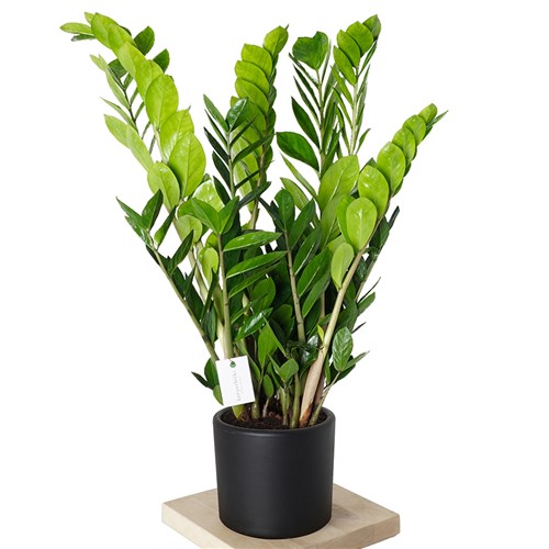 Zamioculcas XLarge (Zamia Bitkisi 80-90cm)
