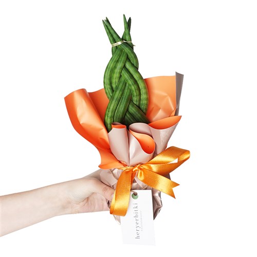Sansevieria Gift (Örgülü Paşa Kılıcı)