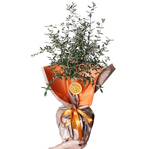 Olive Tree Gift (Büyük Zeytin Ağacı)