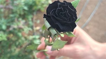 Siyah Gülün Anlamı Nedir?