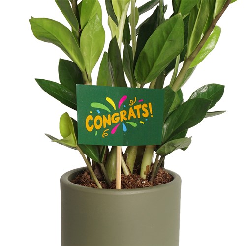 Congrats (Tebrikler) - Tebrik Kartı