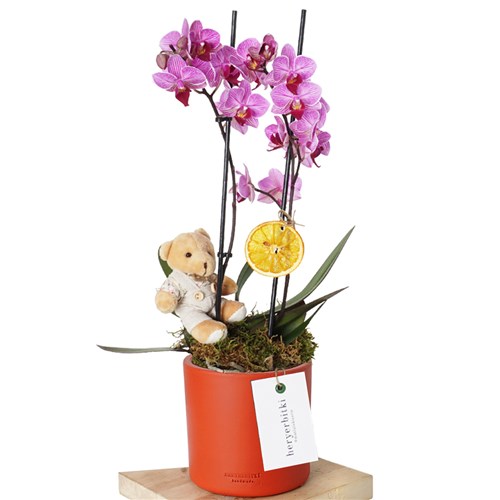 Best Sweet Orchid (Pembe Orkide Aranjmanı)