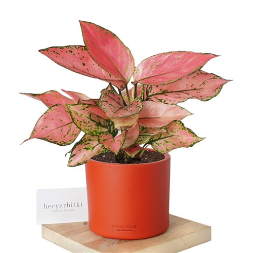 Aglaonema Pink Lady
