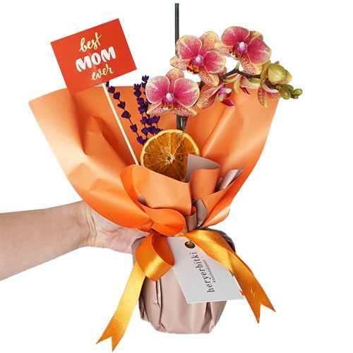 Coral Gift Mother's (Ateş Orkide Anneler Günü)