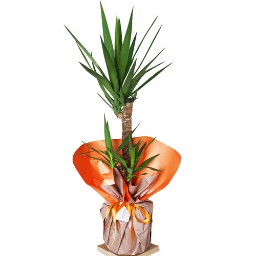 Yucca Gift (2 Gövdeli Yuka Ağacı)