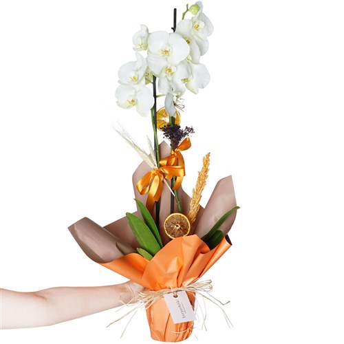 Pure Gift 2 (2 Dallı Beyaz Orkide)