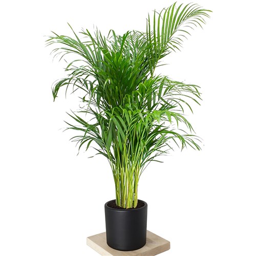 Areca Palm (Areka Palmiyesi 180-195cm)