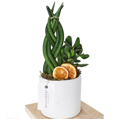 Sansevieria & Crassula Gift (Örgülü Paşa Kılıcı Aranjmanı)