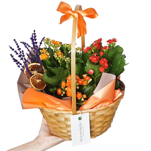 Kalanchoe (Kalanşo Çiçek Sepeti)