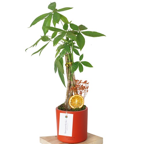 Pachira Aquatica (Para Ağacı Aranjmanı)