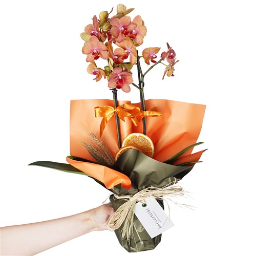 Sweet Coral Gift (Ateş Orkide)