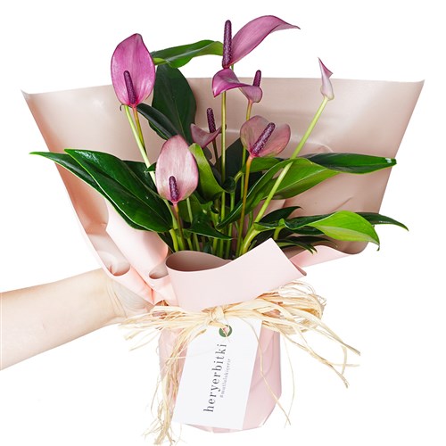 Anthurium Gift (Lila/Pembe Antoryum)