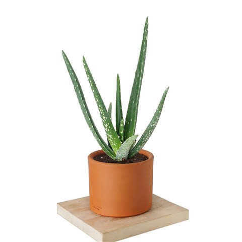 aloe vera succulent plant Aloe Blue Elf