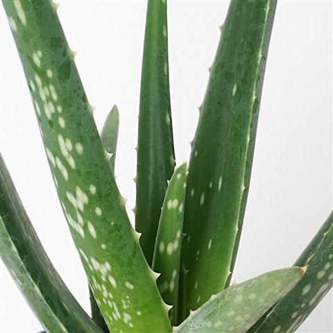 svjeza aloe vera za lice Gel za čišćenja lica (ALOE VERA) – Beauty Svijet
