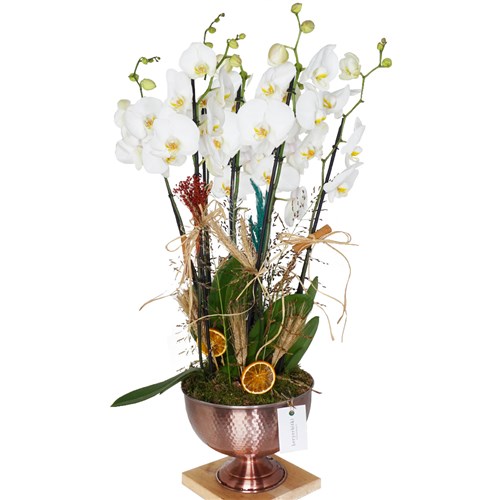 Grand White Orchid (Beyaz 6 Dallı Orkide)
