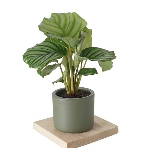 Calathea Orbifolia (Dua Çiçeği)