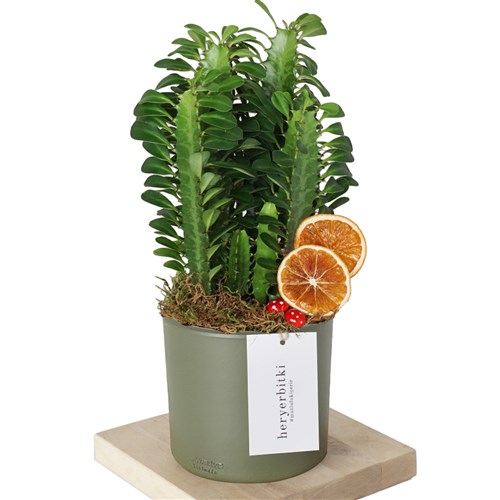 Euphorbia Green Gift (Yeşil Tasarım Kaktüs)