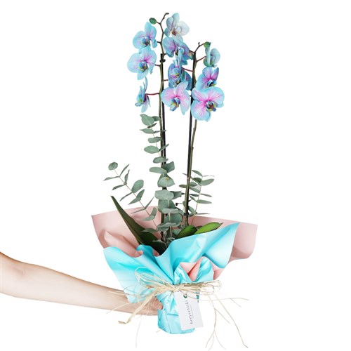 Cascade Perfect Gift (Alacalı Mavi Orkide)