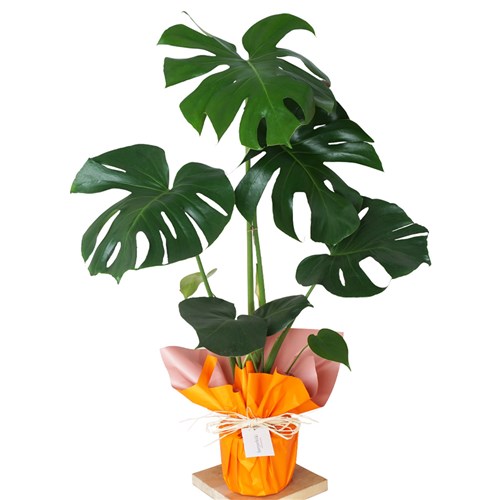 Monstera Deliciosa Gift (Hediye Paketli Deve Tabanı)