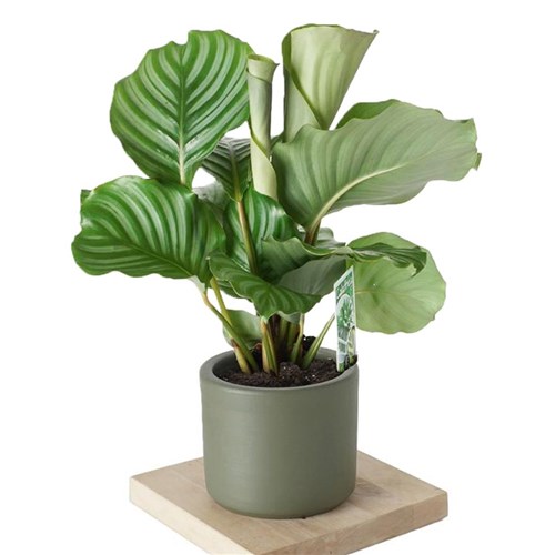 Calathea Orbifolia (Dua Çiçeği)