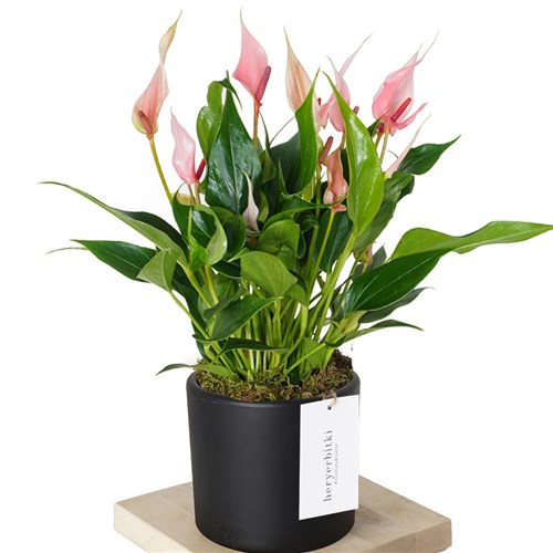 Great Special Lily (Pembe Antoryum)