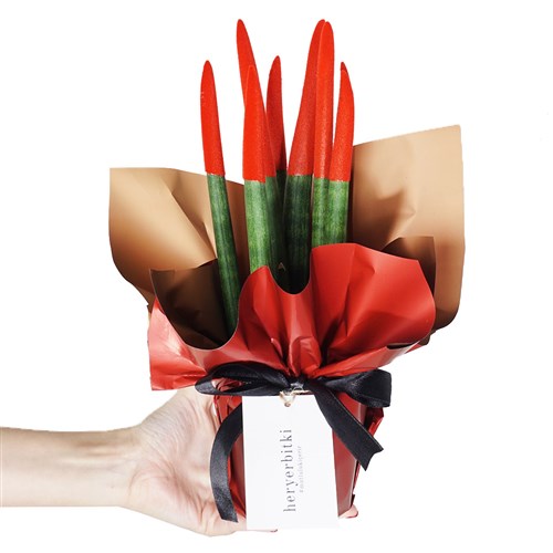 Sansevieria Red (Kırmızı Paşa Kılıcı)