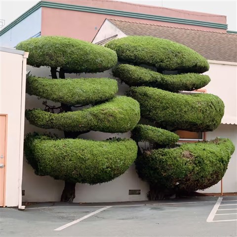 Ağaç Budama Sanati(Topiary) Nedir?
