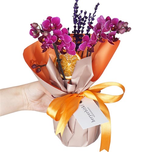 Phalaenopsis Purple Orchids Gift (Mor Orkide)