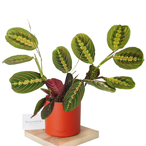 Maranta Tricolor (Dua Çiçeği)