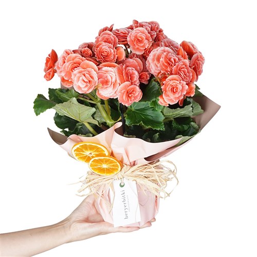 Begonia Toran Candy Gift (Begonya)