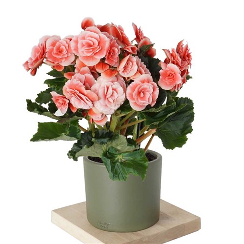 Begonia Toran (Katmerli Alacalı Pembe Begonya)