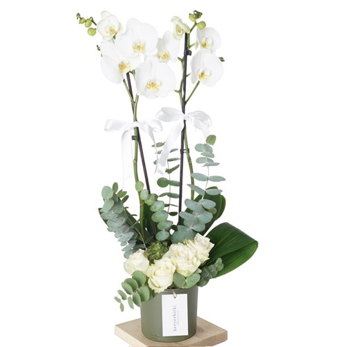 Dream White Orchid (Beyaz Orkide ve Güller Aranjmanı)