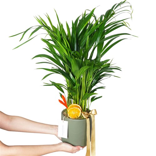 Areca Palm Gift (Hediye Areka Palmiyesi)
