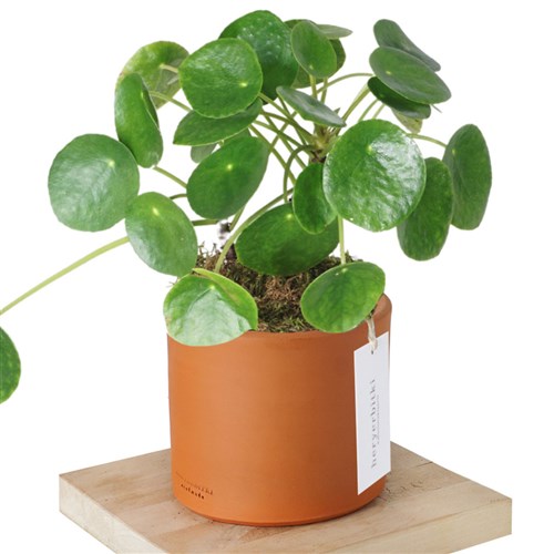 Pilea Peperomioides Gift (Çin Para Çiçeği)