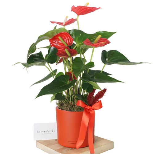 Anthirium Red Gift (Hediye Kırmızı Antoryum)