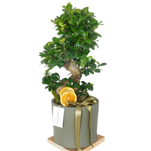 S Bonsai Gift (Hediye S Gövdeli Bonsai)