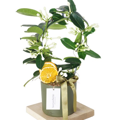 Yasmin Flower Gift (Hediye Kokulu Yasemin Çiçeği)