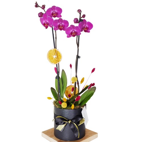 Passion Fruit Orchid (Tasarım Mor Orkide)
