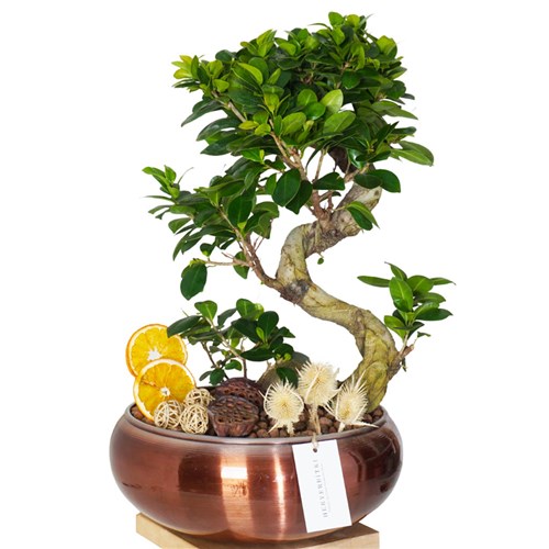 Bonsai Design Gift (Bakır Saksıda Tasarım Bonsai Aranjmanı)