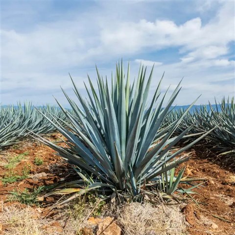 Agave Bitkisi: mrnde Bir Kez iek Aan Bitki | Heryerbitki