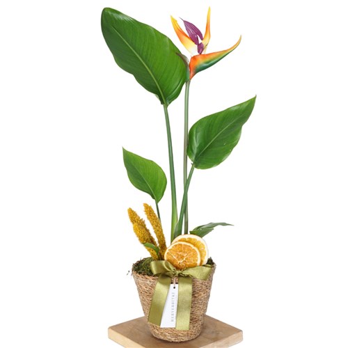 Strelitzia Basket (Sepette Starliçe)