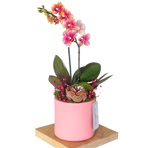 Pink Coral Gift (Ateş Orkide Aranjmanı)