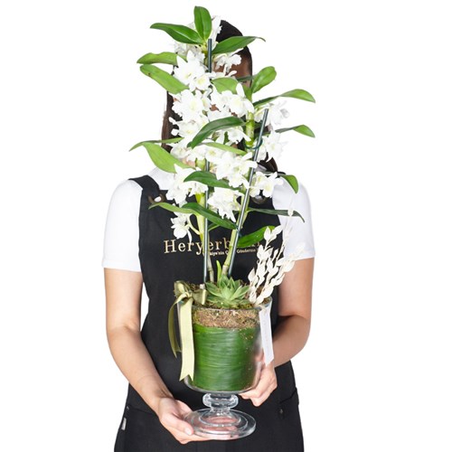 Premium White (Ayaklı Cam Vazoda Beyaz Dendrobium)